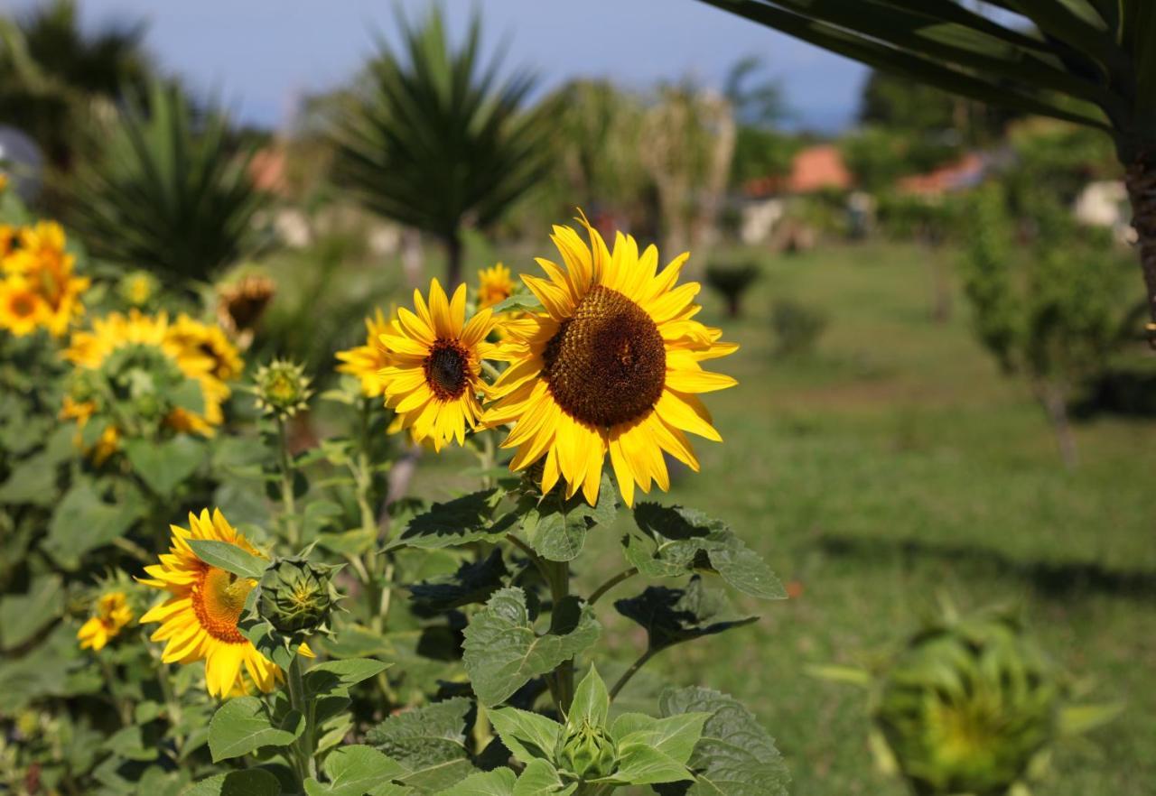 ריקאדי Agriturismo Ninea מראה חיצוני תמונה
