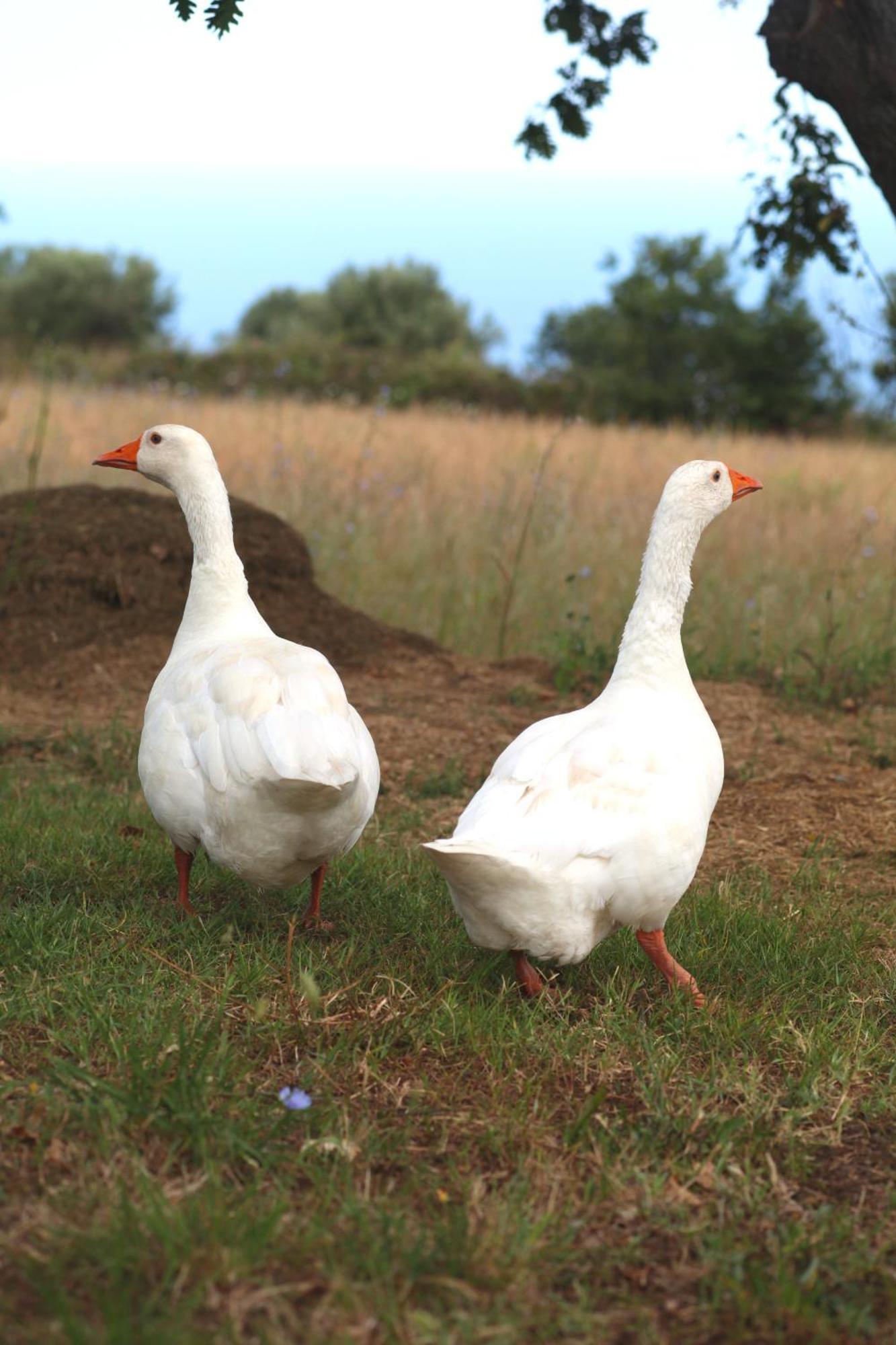 ריקאדי Agriturismo Ninea מראה חיצוני תמונה