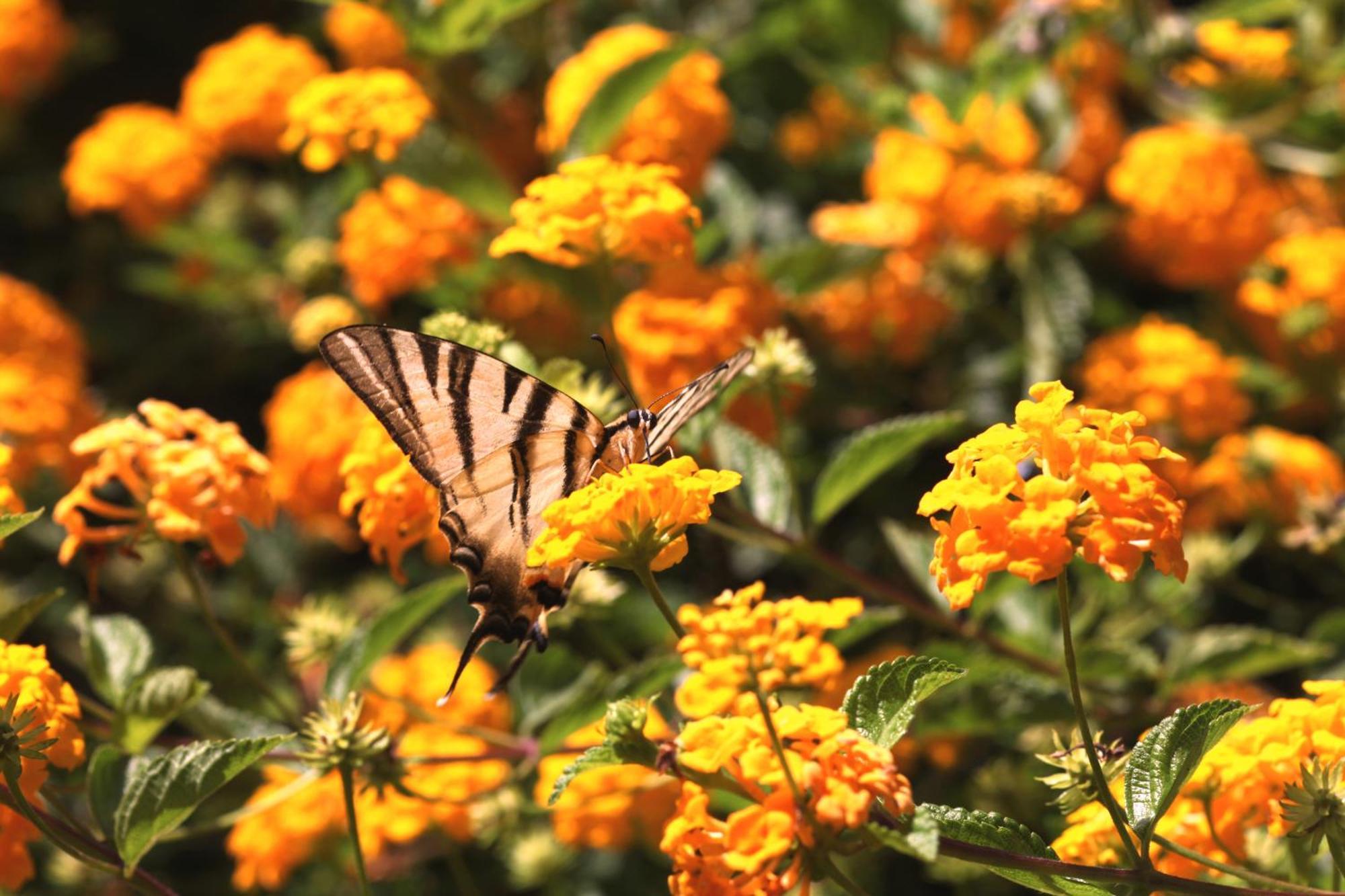 ריקאדי Agriturismo Ninea מראה חיצוני תמונה